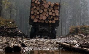 Буковина: Валили ліс — можуть залишитися  без автівок